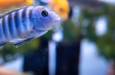 Established Aquarium And Pond Installation Store- Only $125K! - Almost Infinite Upside Here!